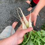 Garden radishes