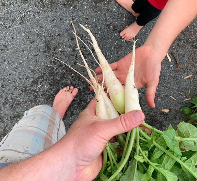 Garden radishes